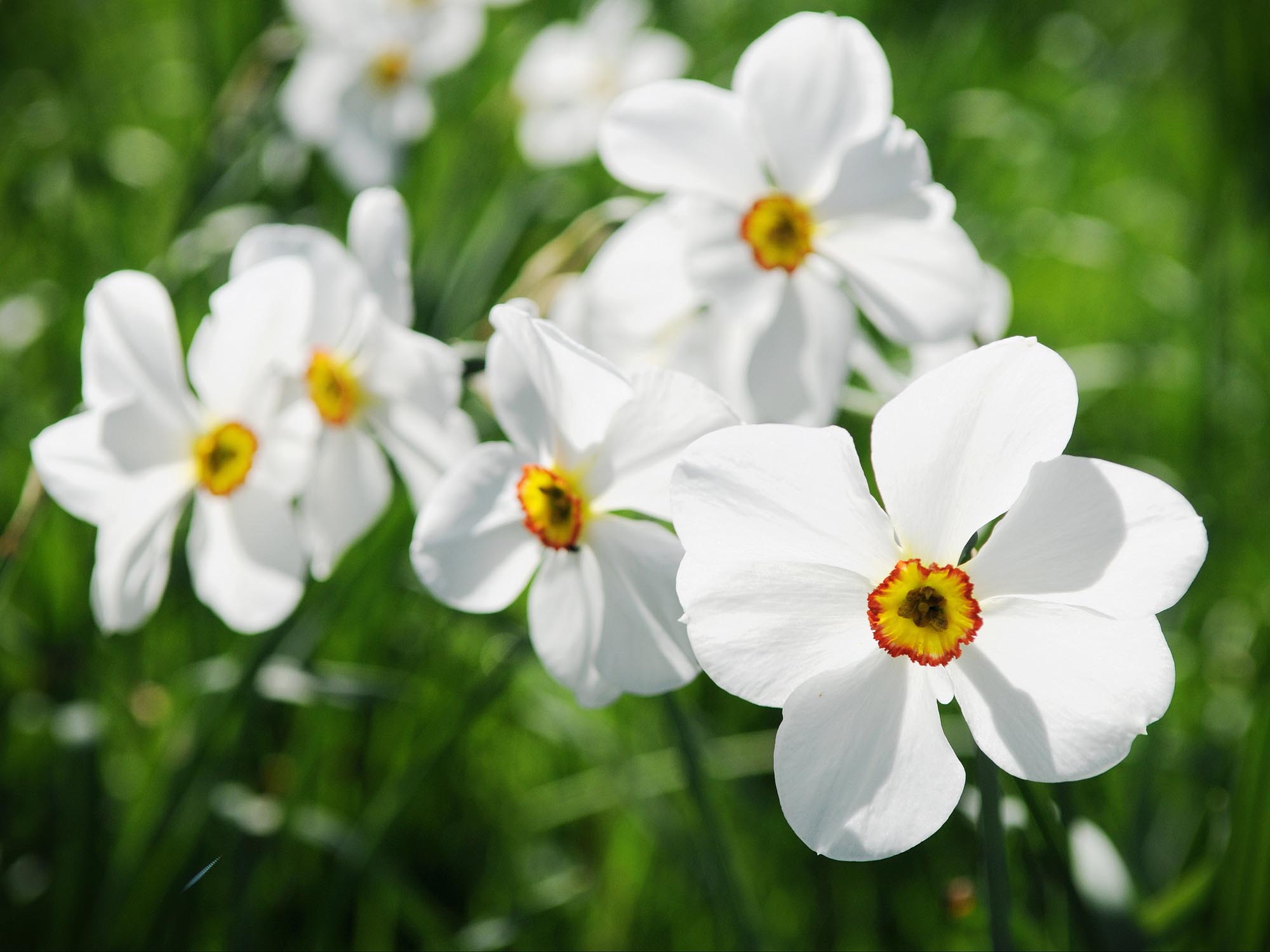 narcissus%20poeticus_SHUTTERSTOCK.jpg