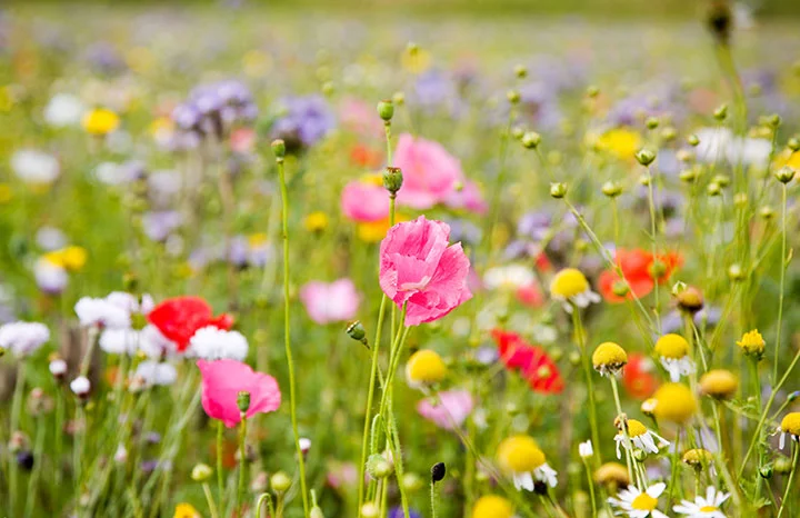 wild-flowers.jpg