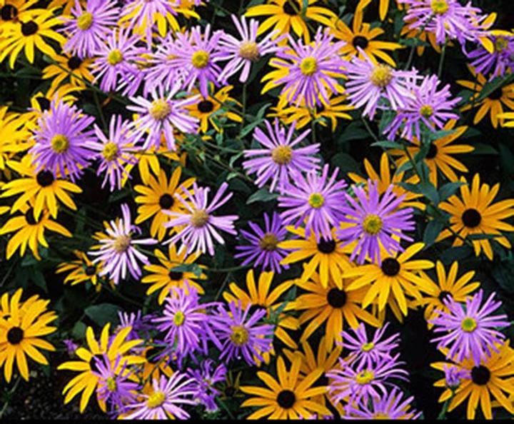 Purple%20asters%20with%20yellow%20rudbeckia.jpg