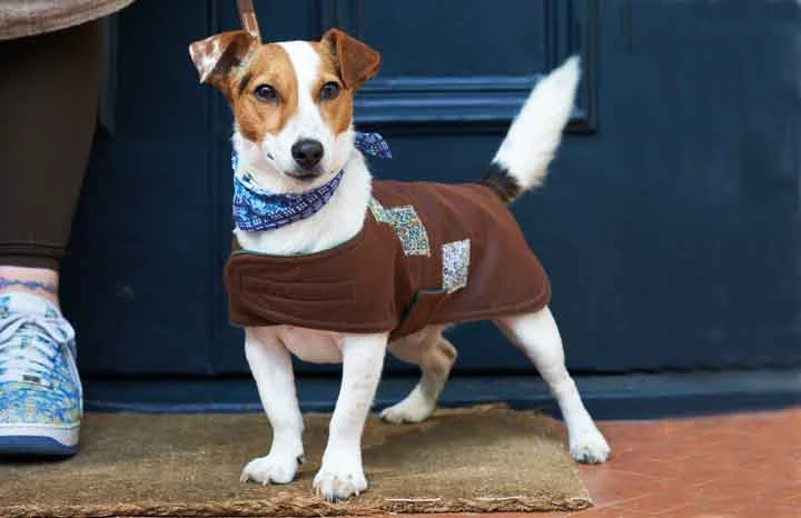 Dog-coat-3.jpg