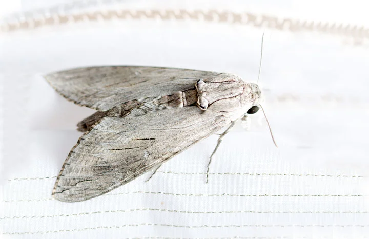 moth.jpg