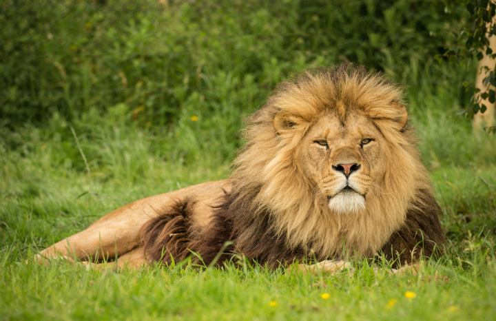 Knowsley%20Safari%20Lion.jpg