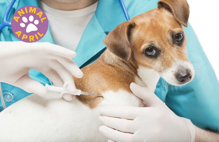 dogs-microchip-pets-law-fine%20copy.jpg