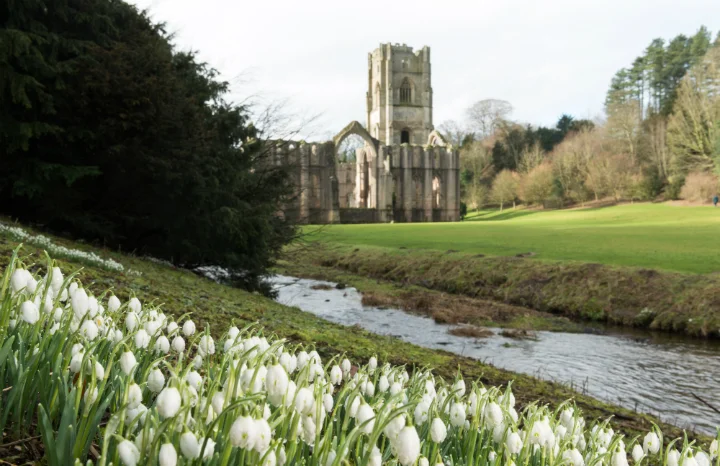 Snowdrops at Fountains Abbey