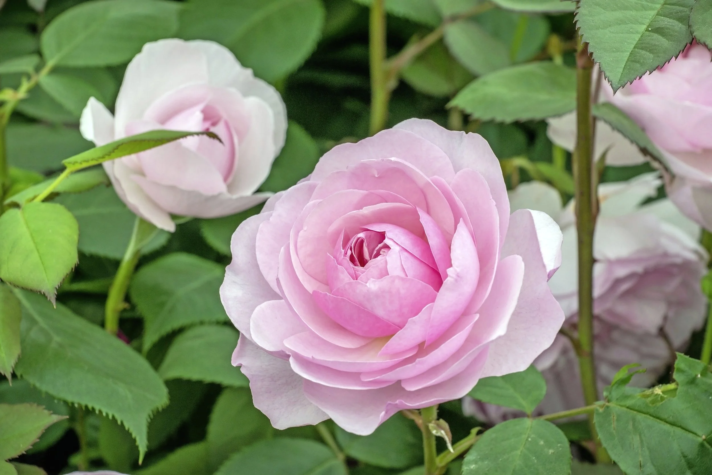 'Olivia Rose Austin'