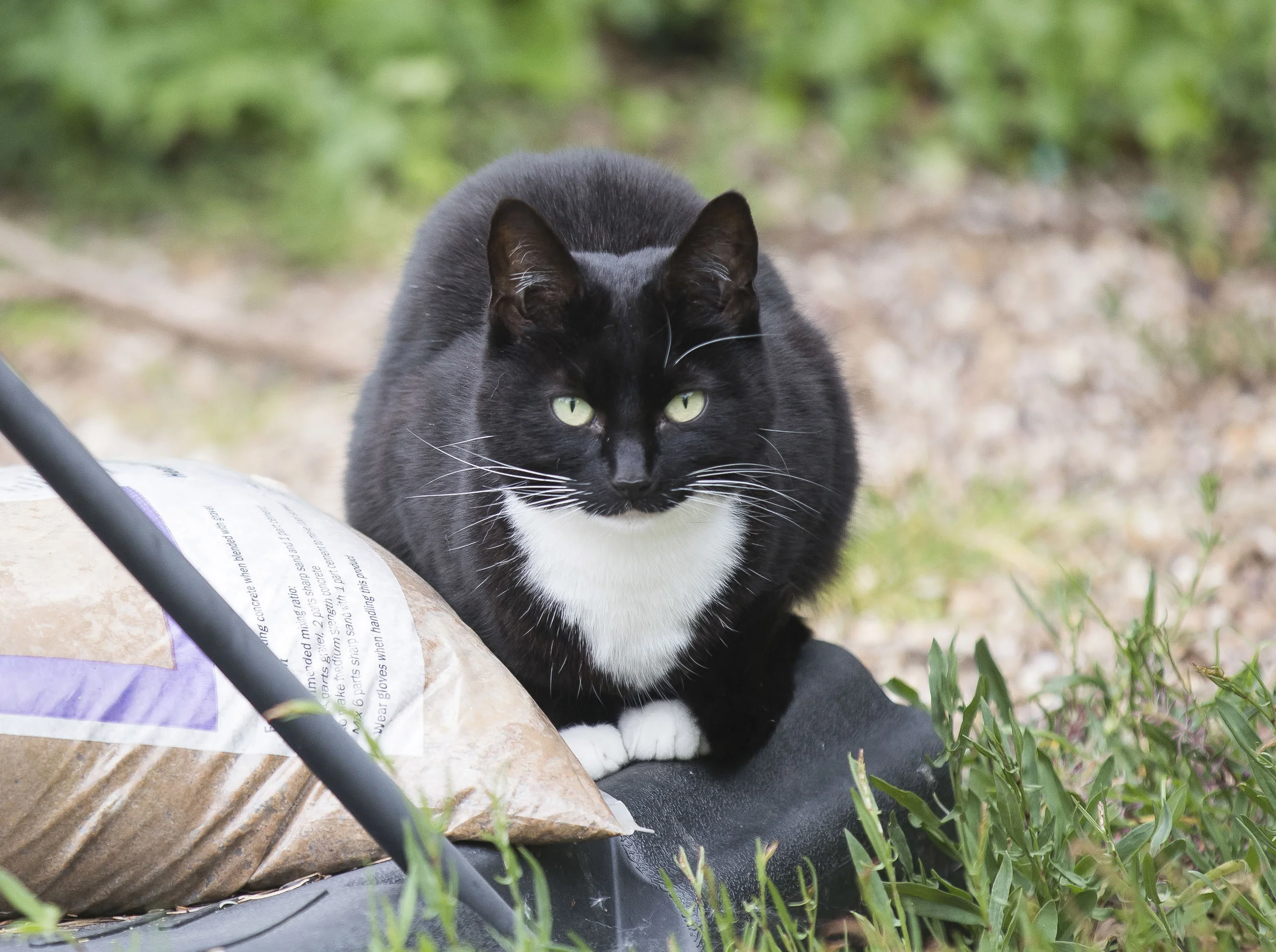 Genie is a true hero for owner Evie Henderson ©Fabio de Paolo - PA wire