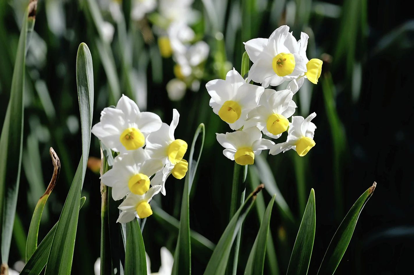 Daff.jpg