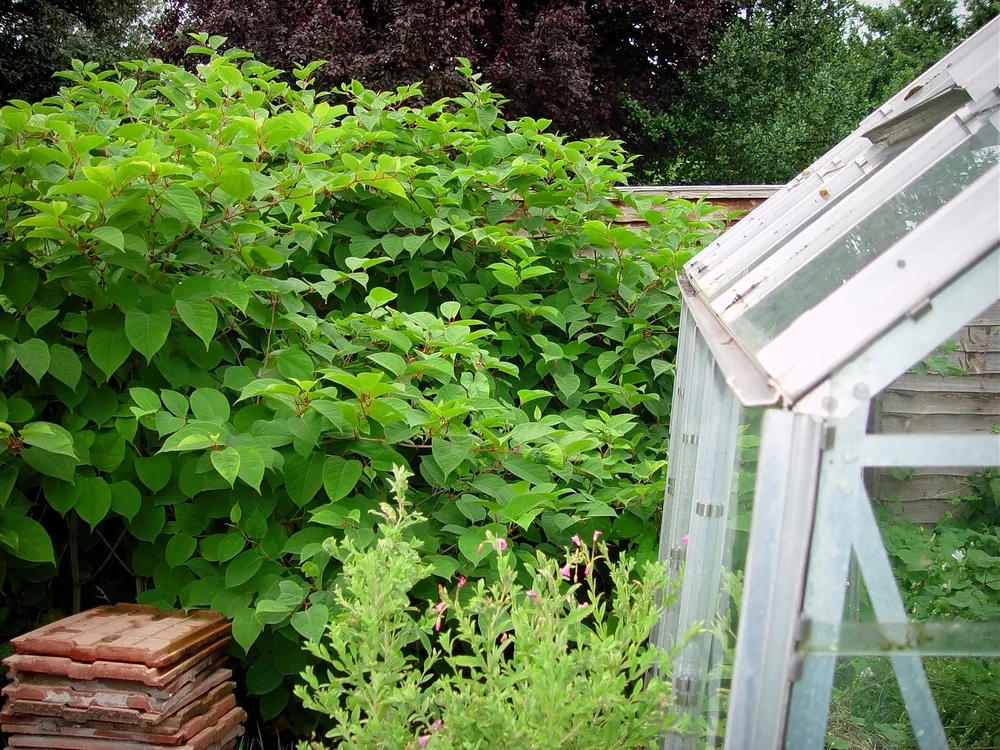 Japanese Knotweed can damage foundations