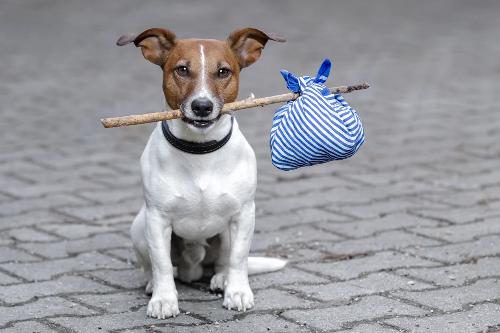 lost-dog.jpg