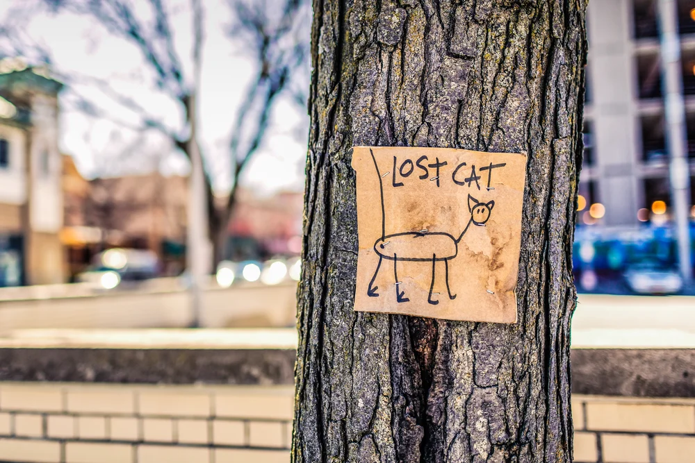 lost-cat-poster.jpg