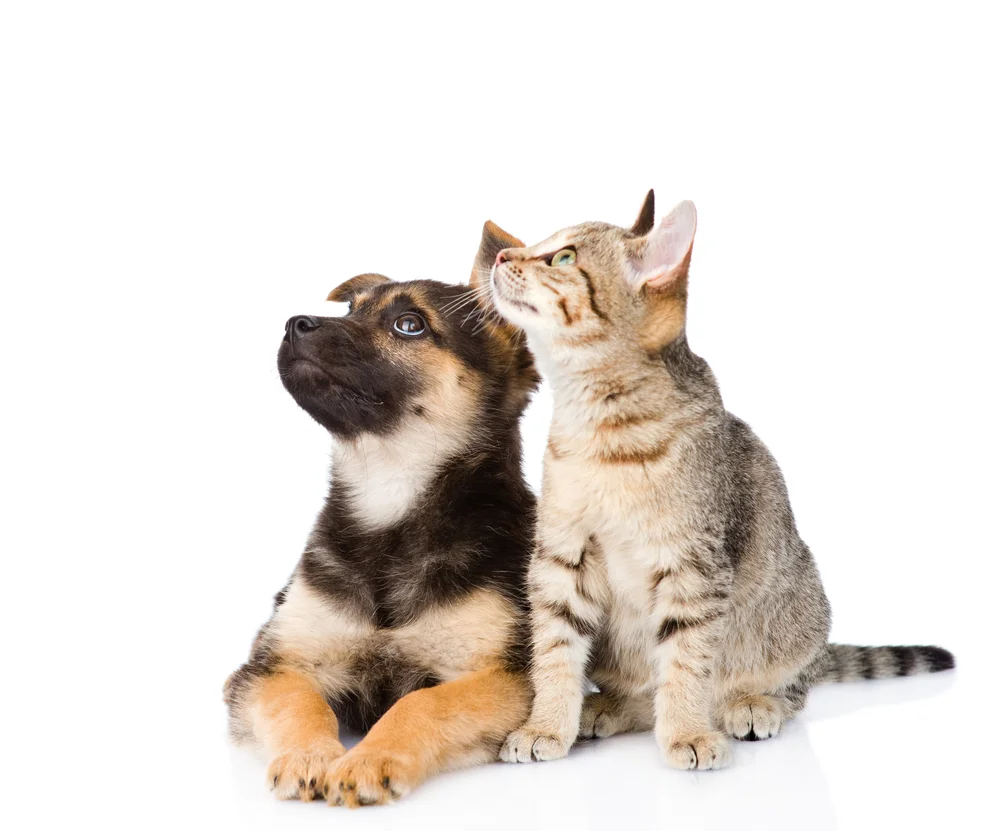 puppy-kitten.jpg