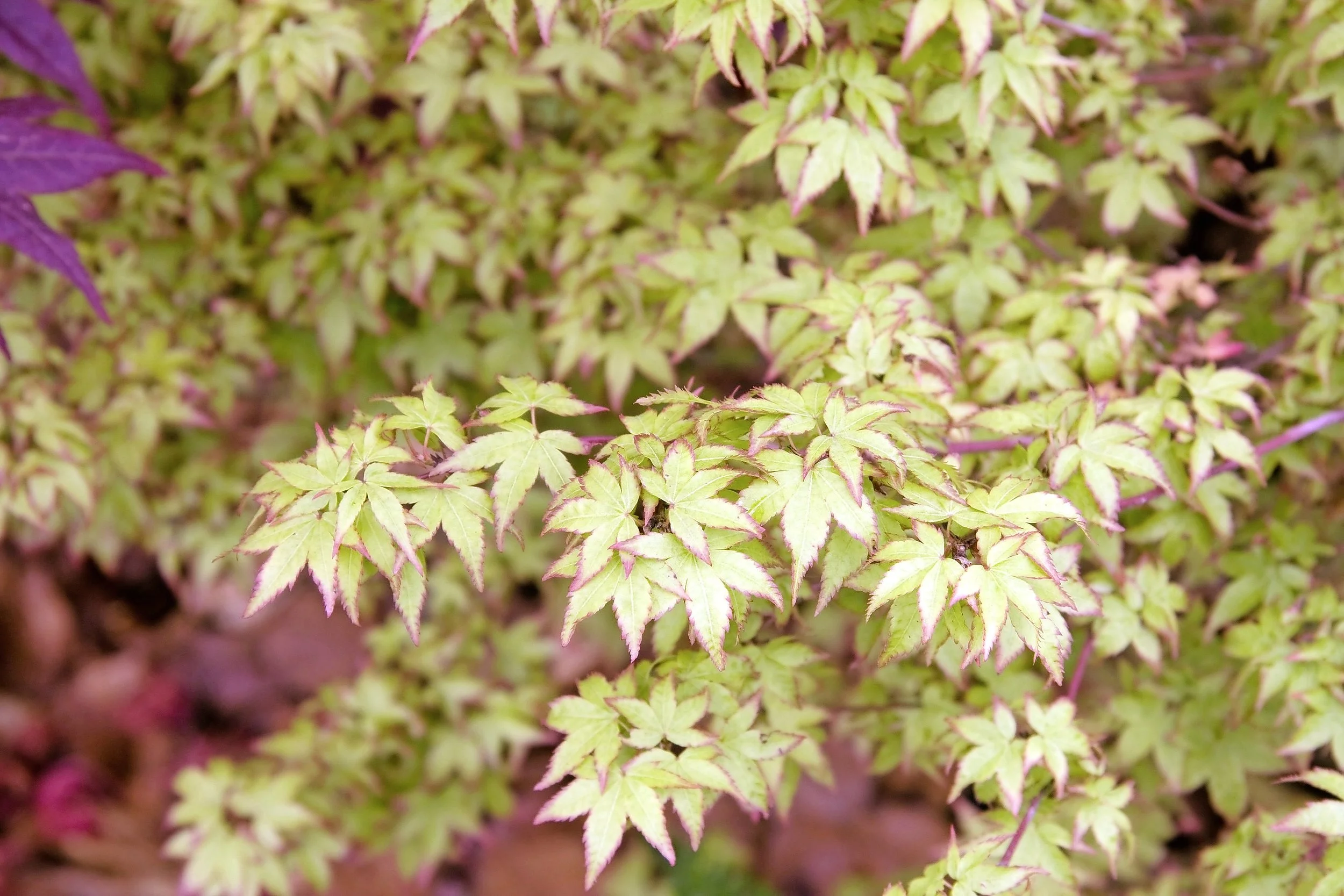 Acer palmatum ‘Little Princess’ .jpg
