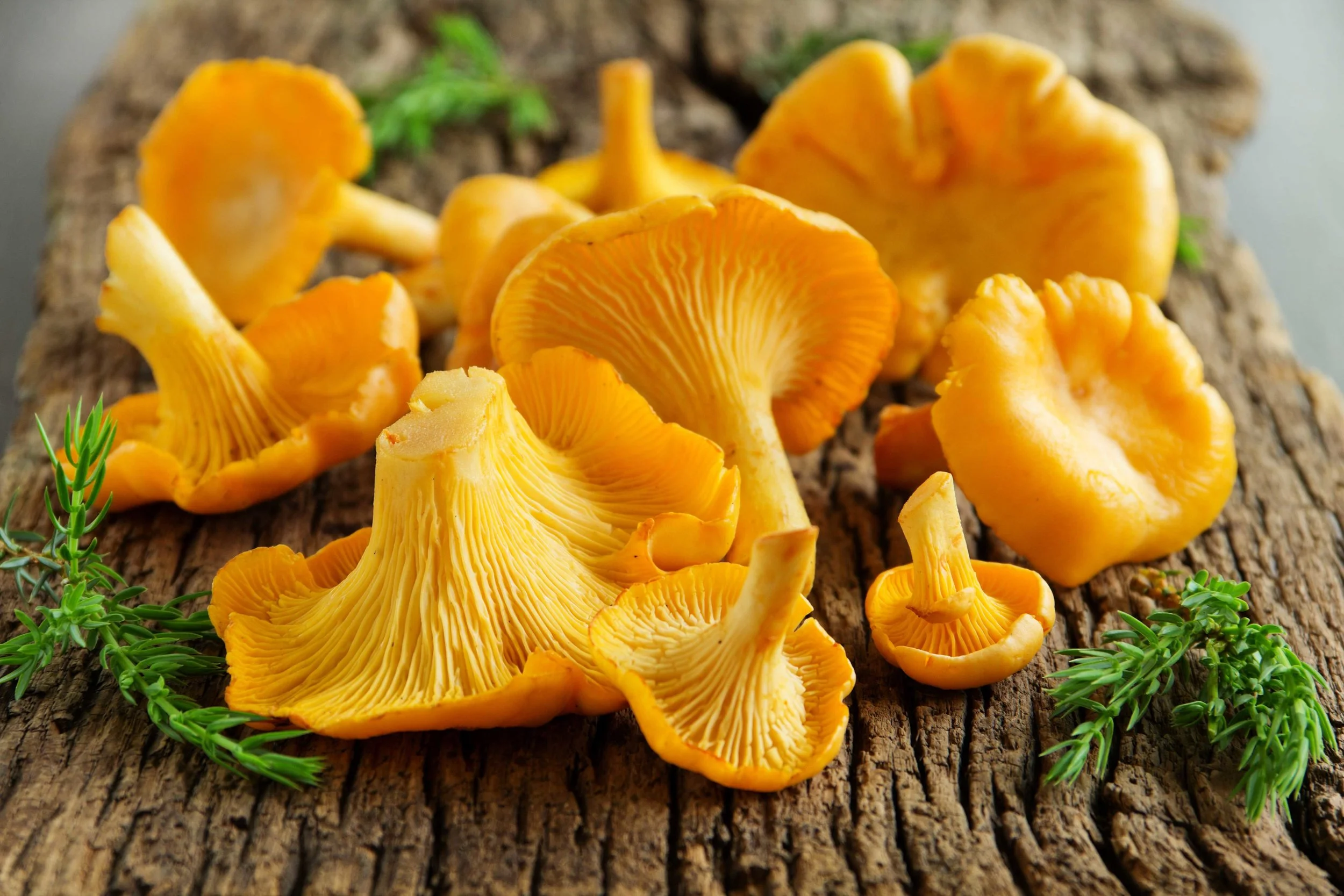chanterelles.jpg