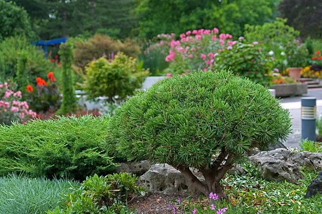 Cute little Pinus mugo!