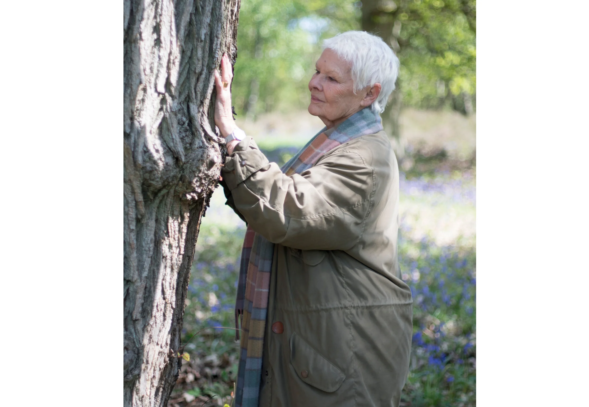 14661859-low_res-judi-denchs-secret-woodland.jpg