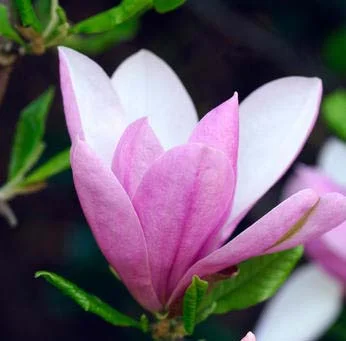 Magnolia Pinkie.jpg