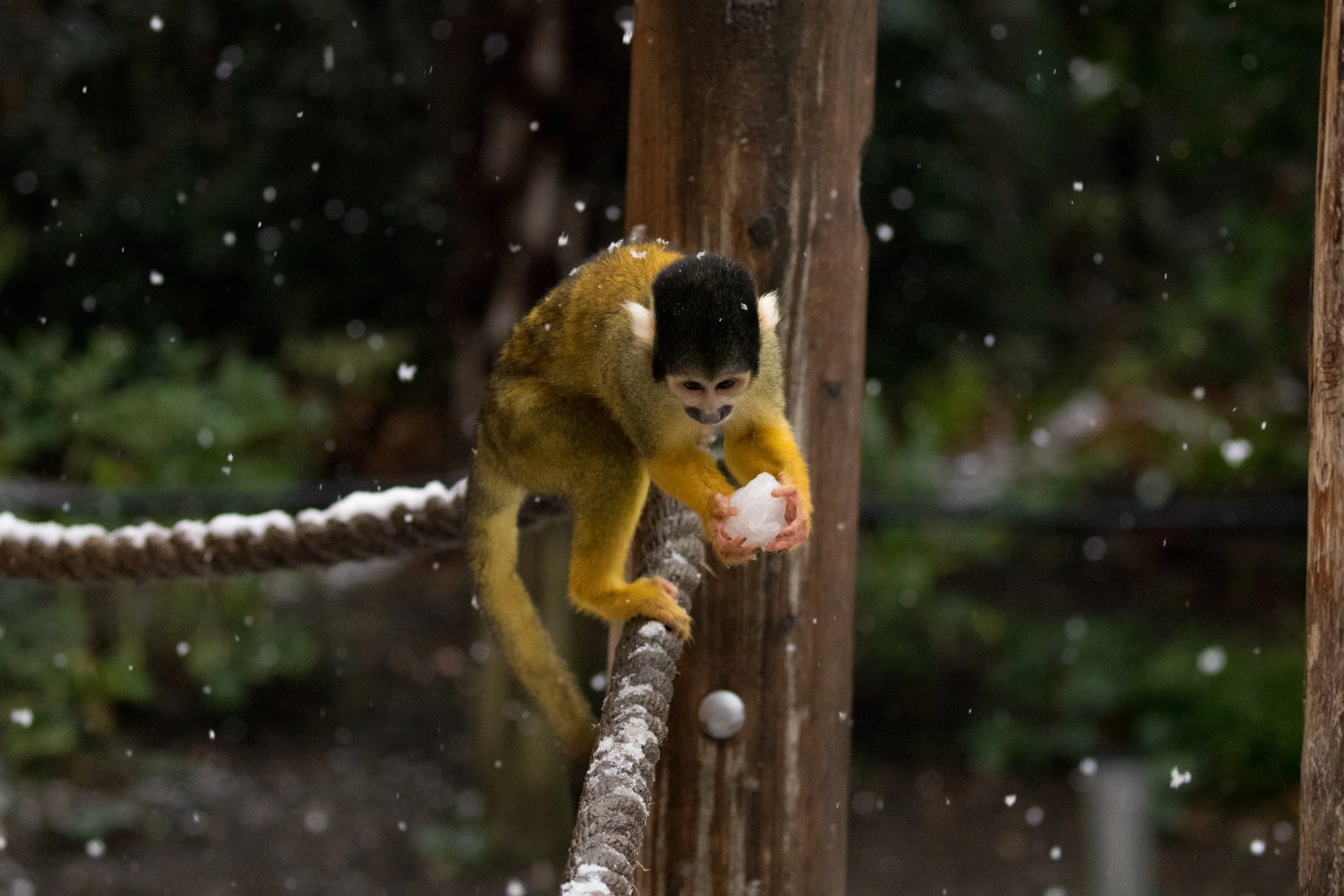 Squirrel monkey picks up snowball at ZSL London Zoo (c) ZSL.jpg