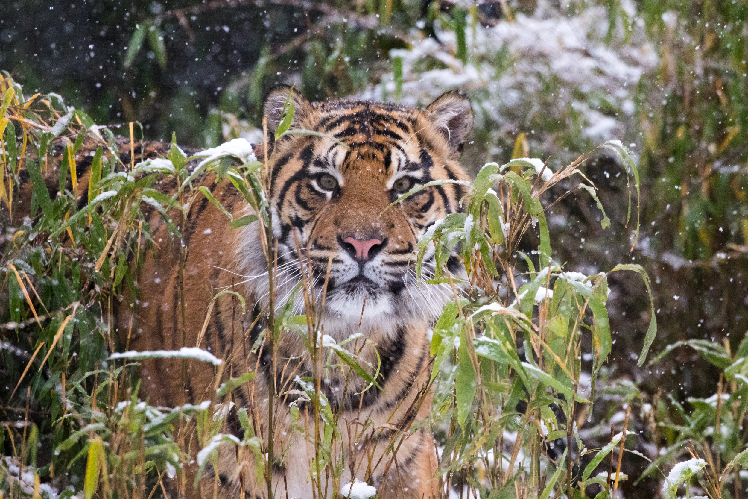 Sumatran tiger Achilles in the snow at ZSL London Zoo (c) ZSL.jpg