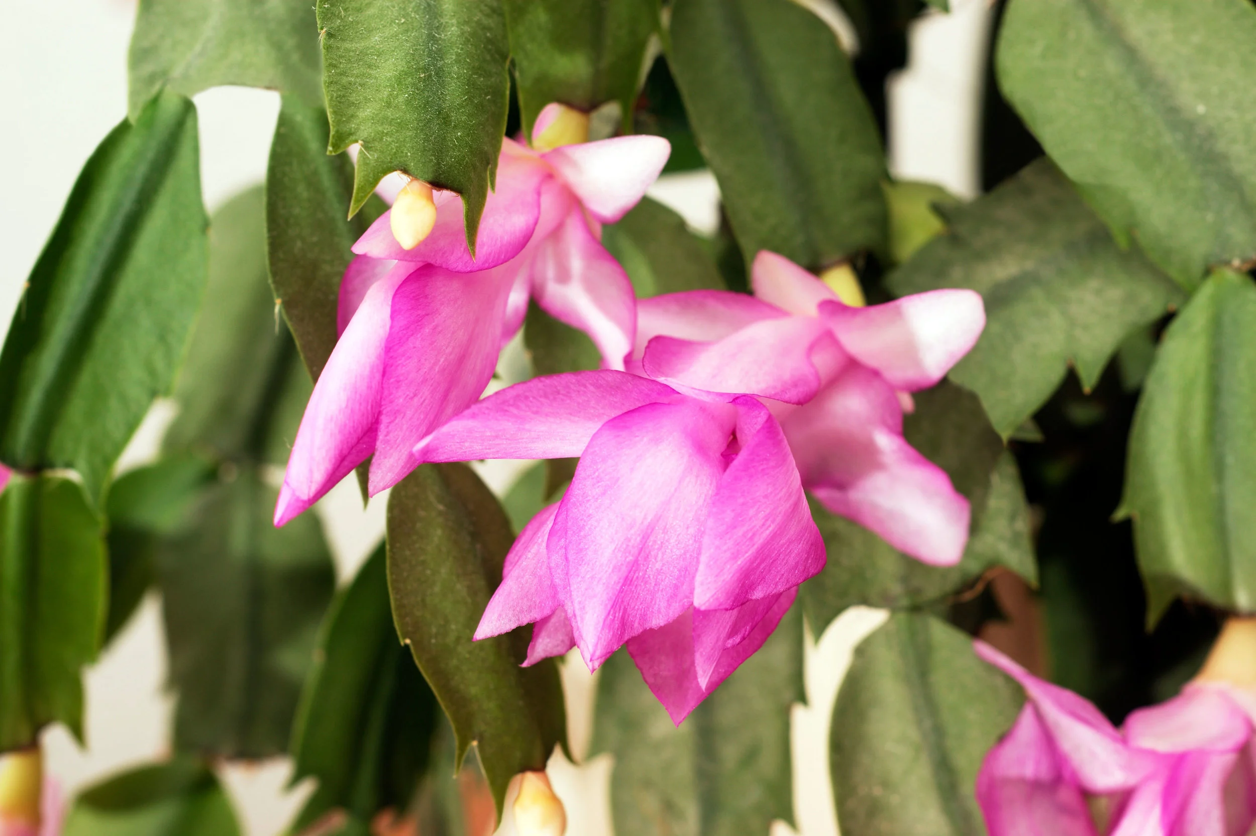 xmas cactus.jpg