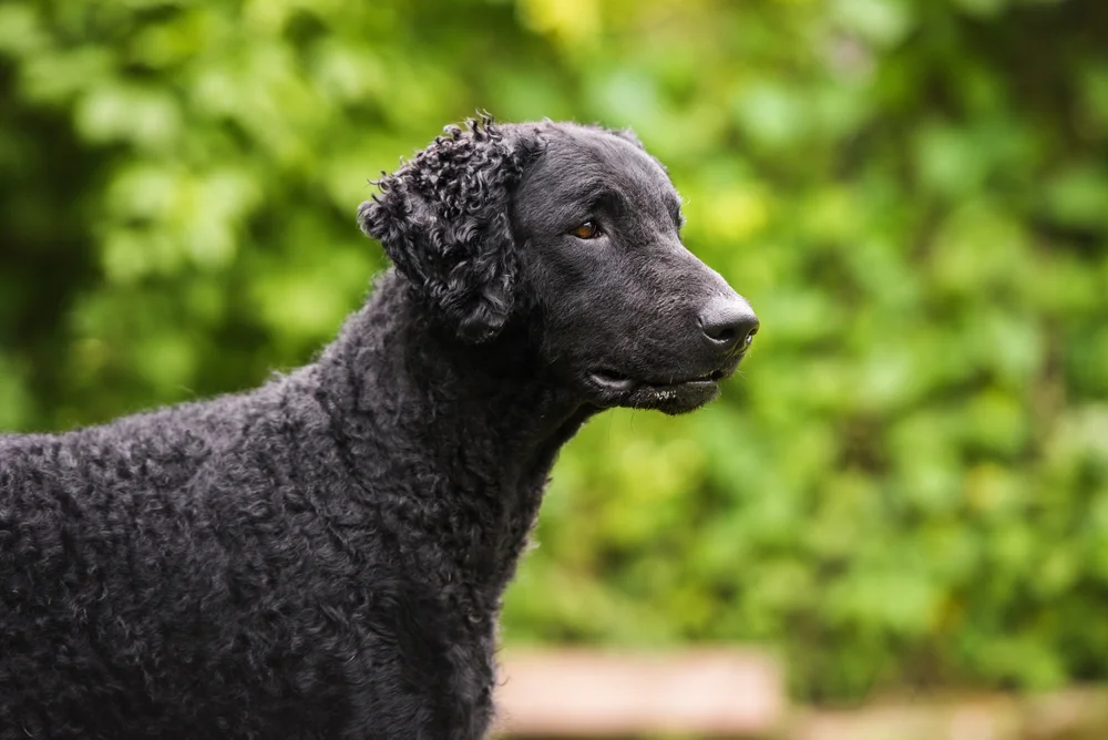Curly coated retriever
