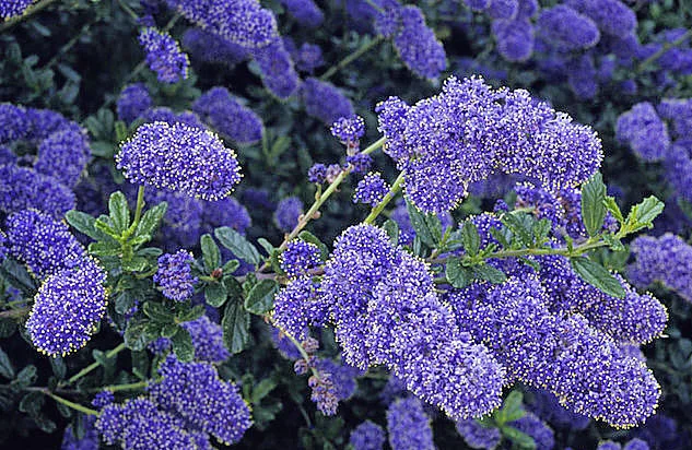 Ceanothus 'Italian Skies'