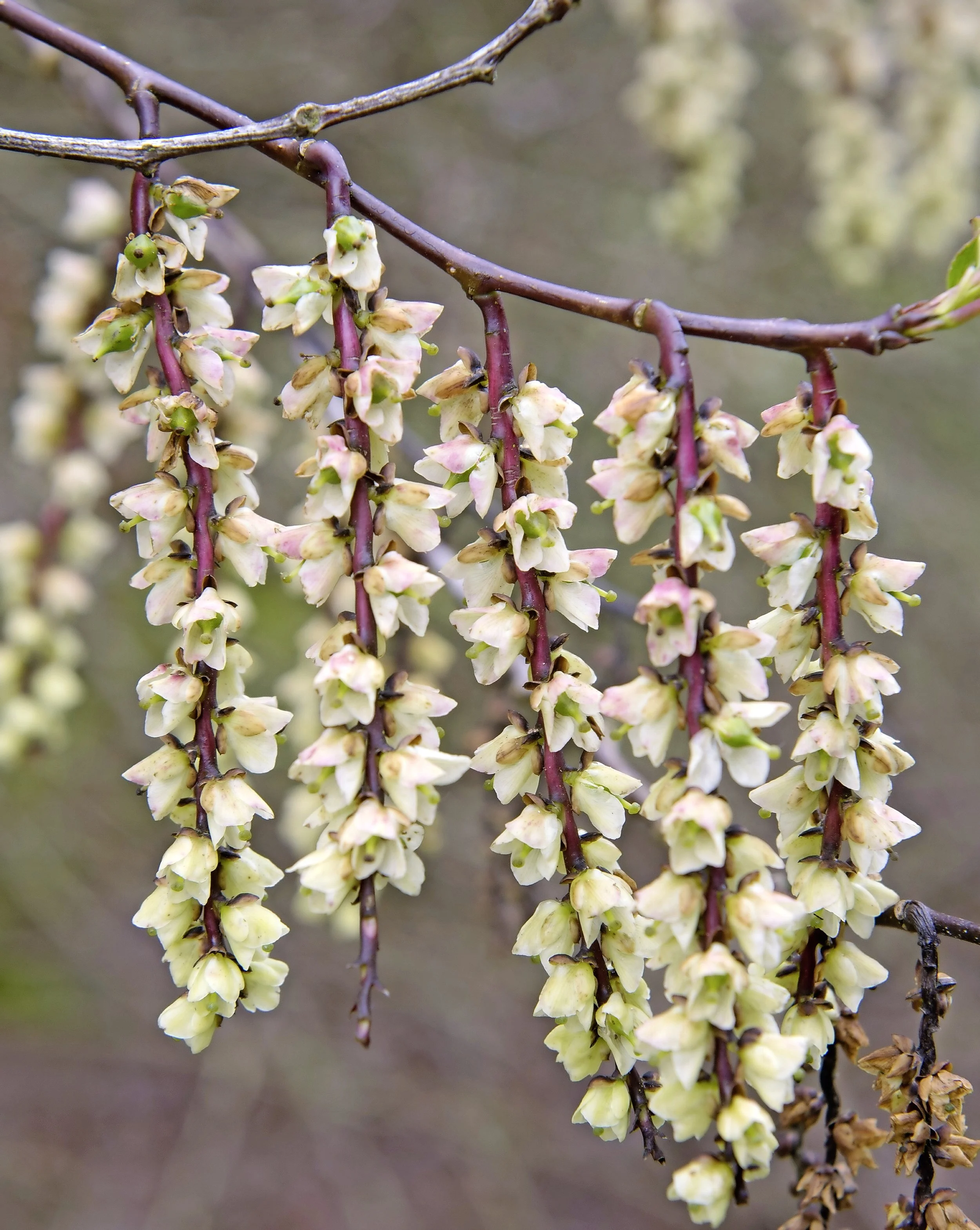 stachyurus sinensis.jpg