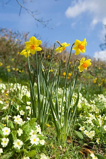 ALAMY EJ2PDT primrose and daffs.jpg