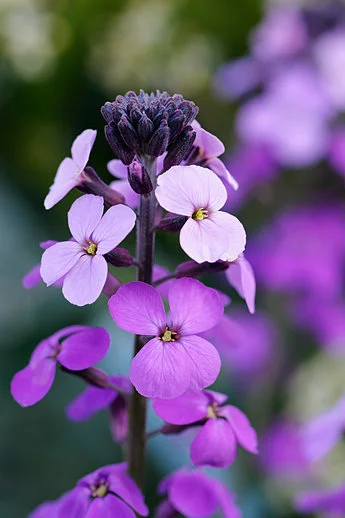 ALAMY EGPN7D Erysimum Bowles Mauve.jpg