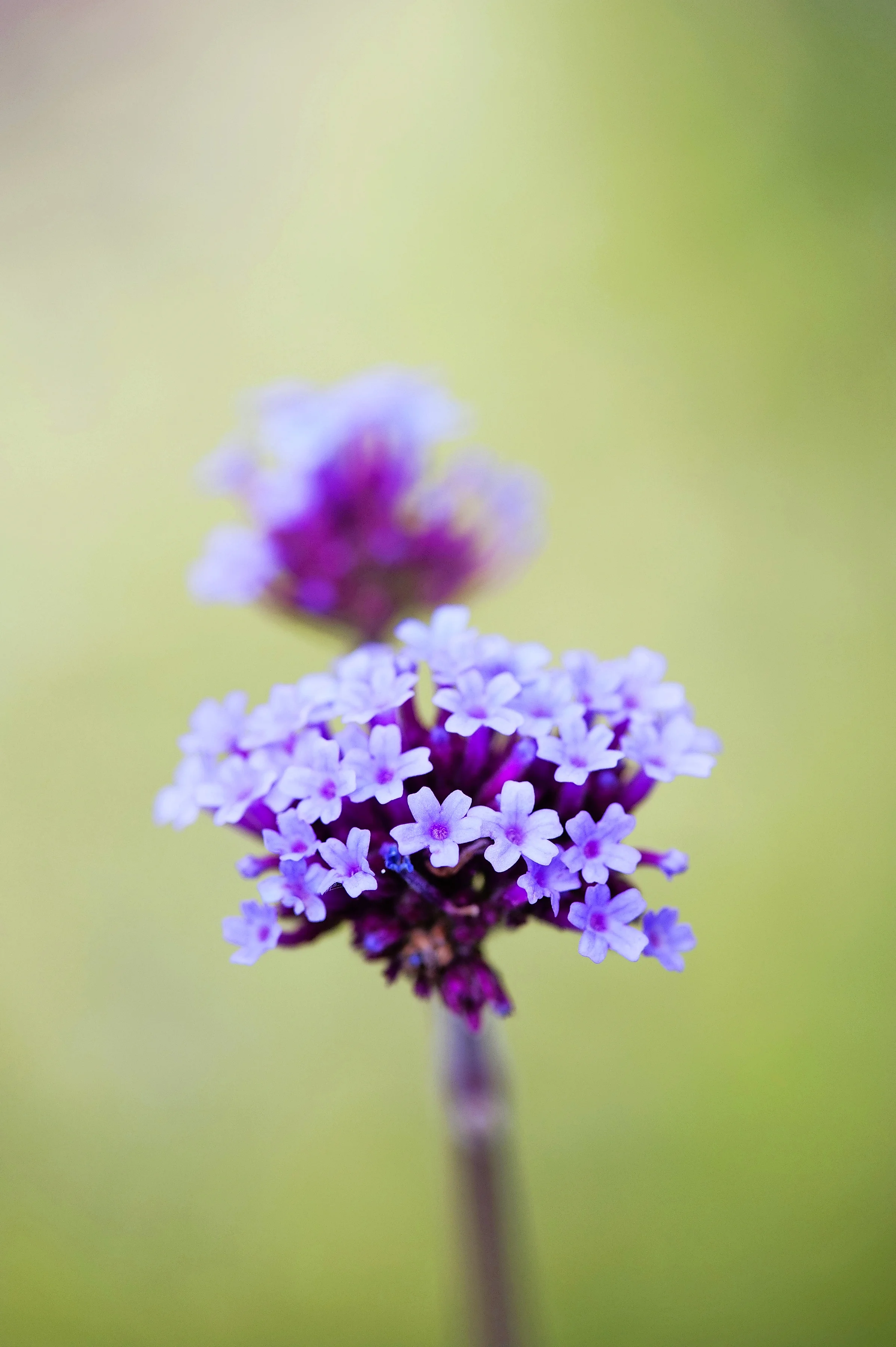 Verbena.jpg