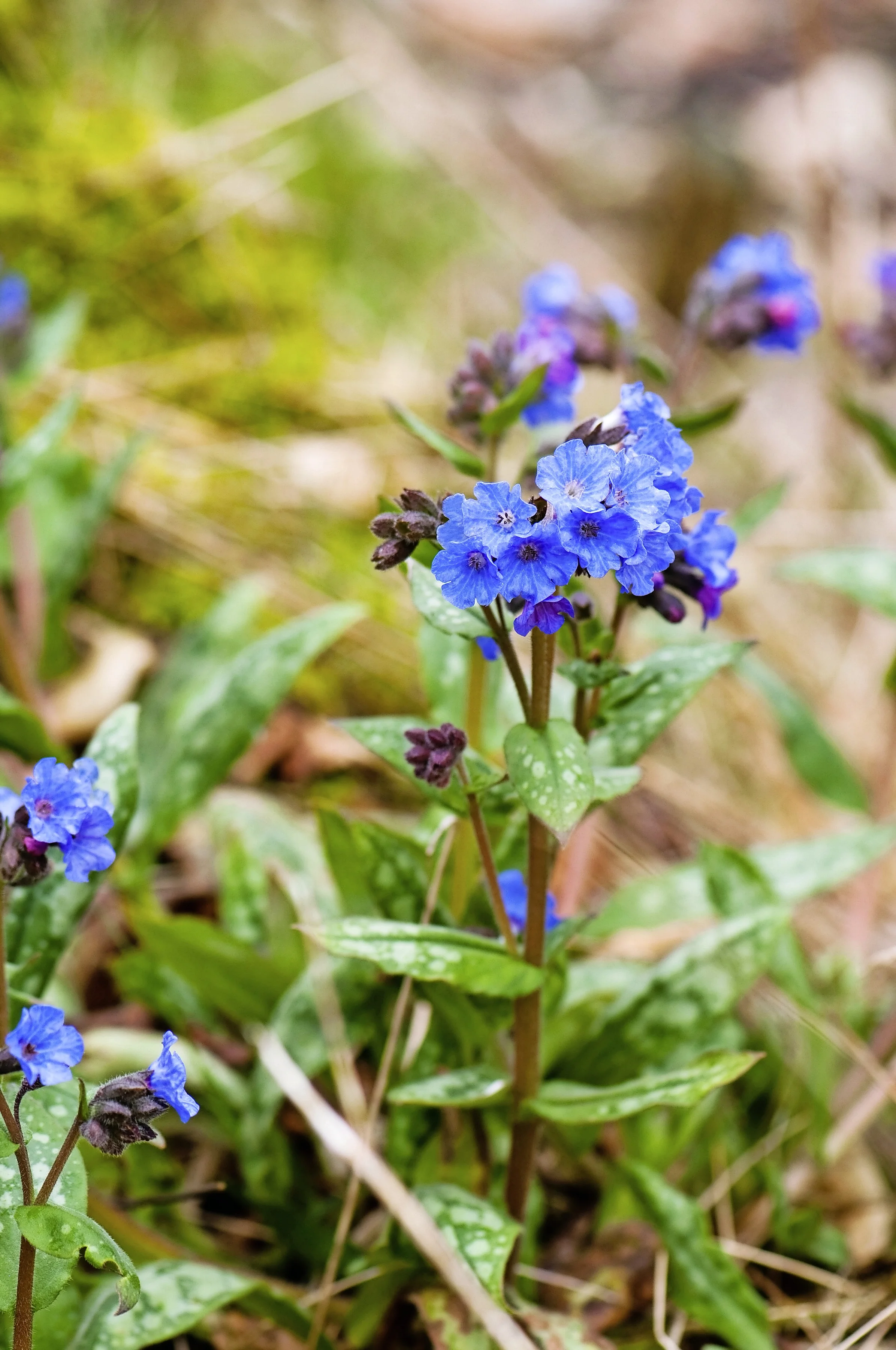 Pulmonaria.jpg