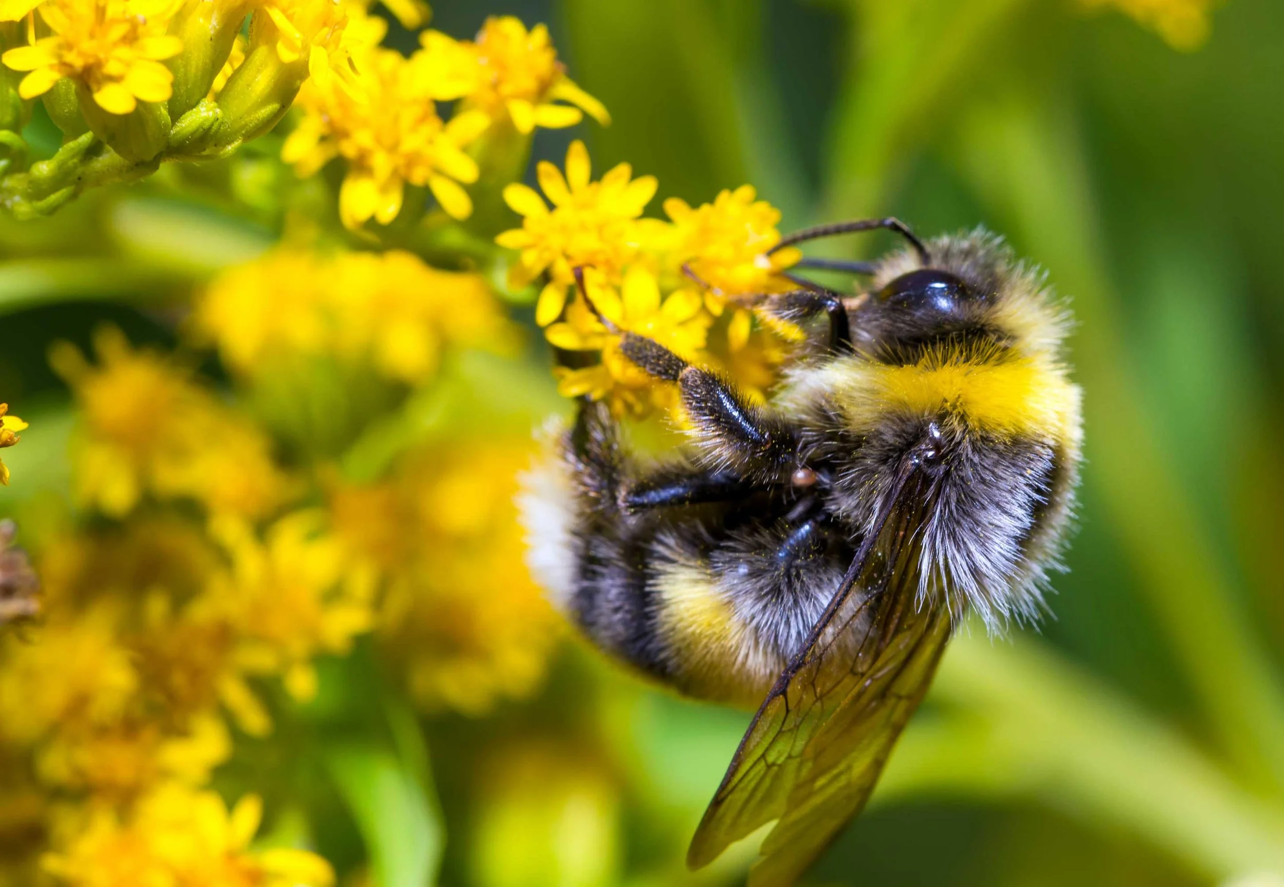bee.jpg