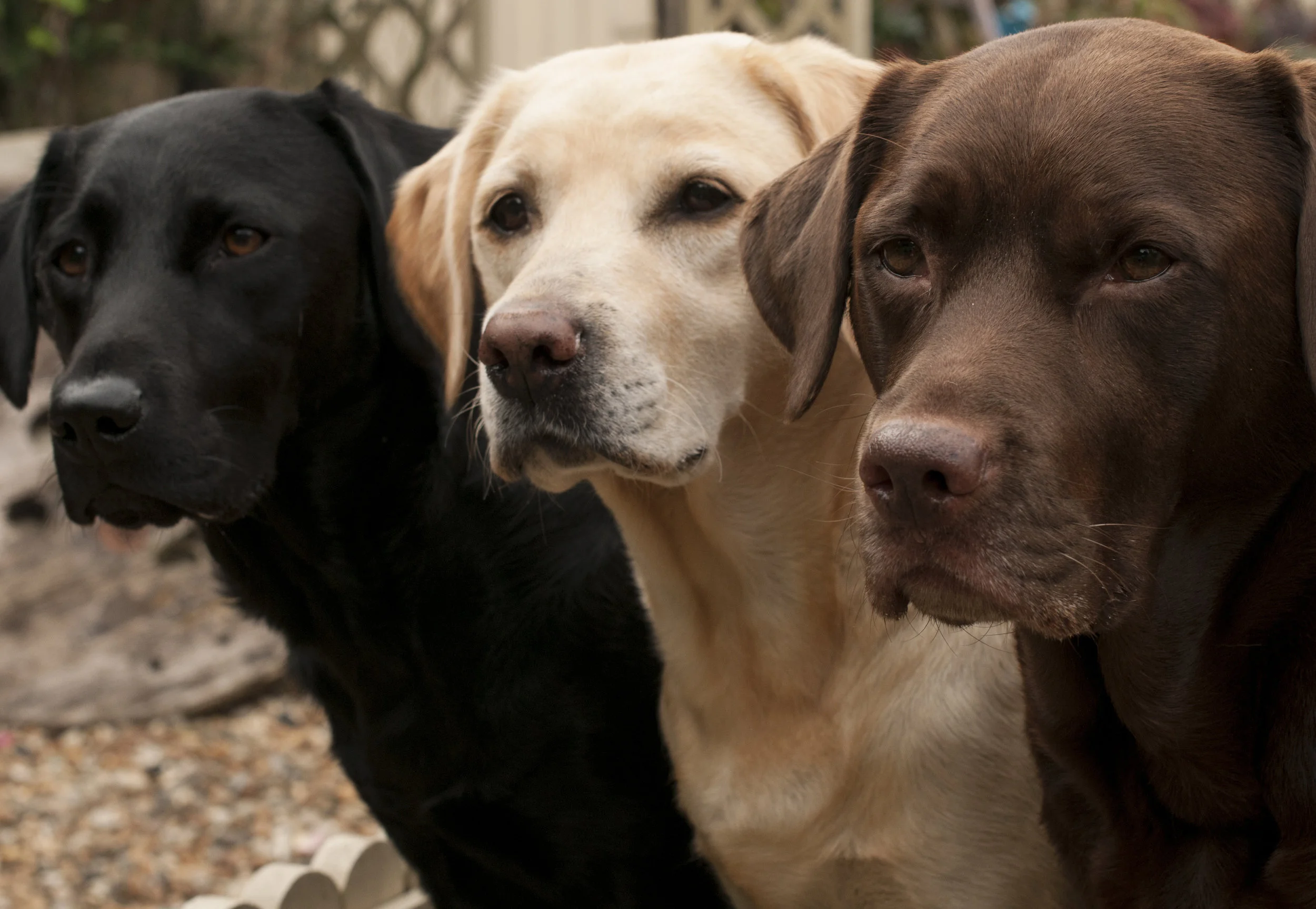 Dogs.jpg