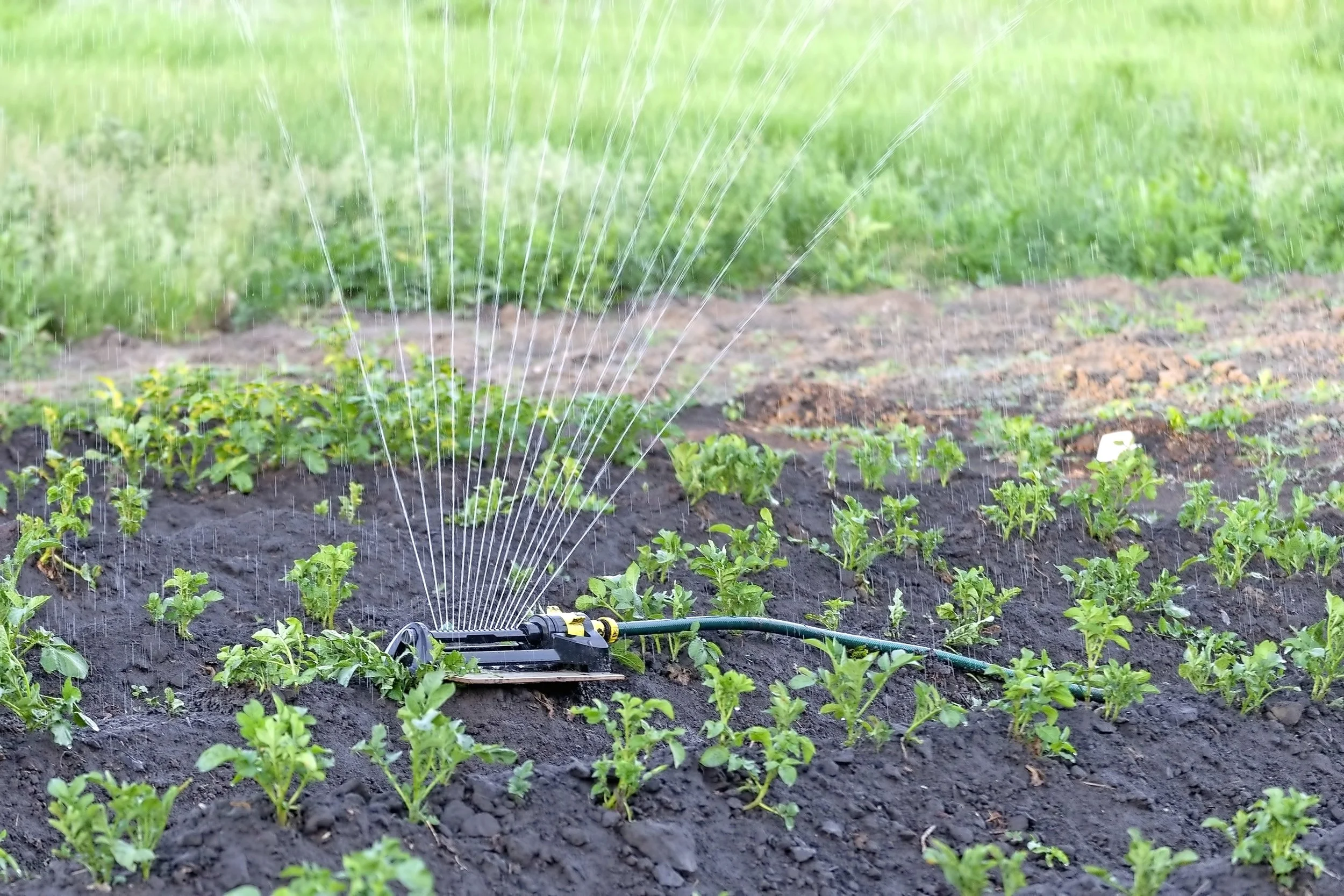 sprinkler.jpg