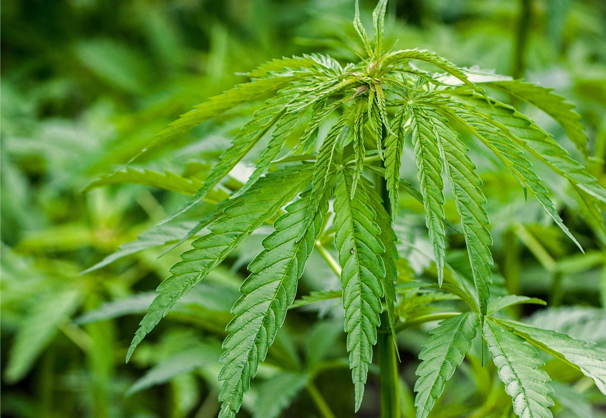 cannabis.jpg