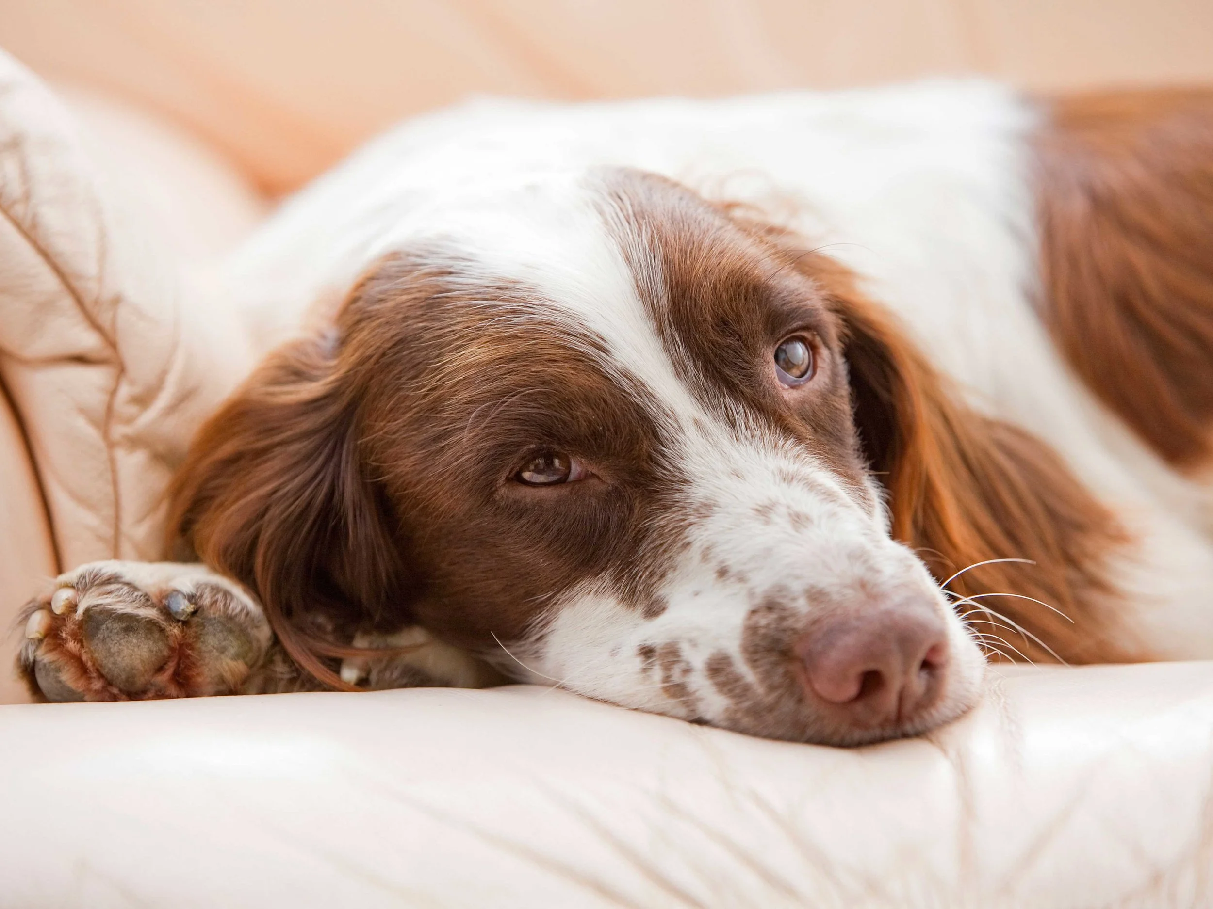 dogrelaxing.jpg