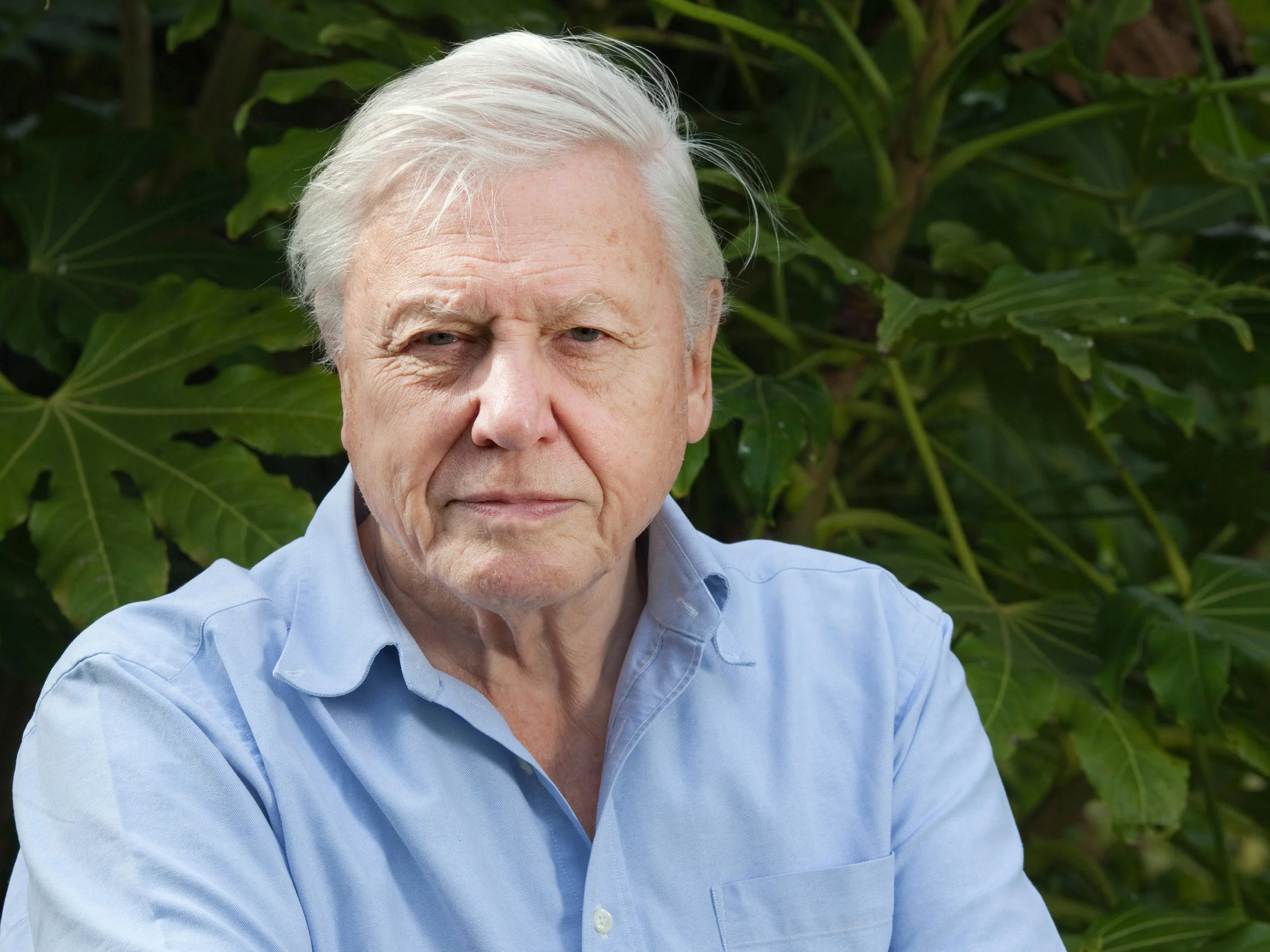 davidattenborough.jpg