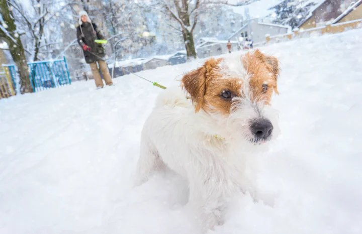 winterpets.jpg