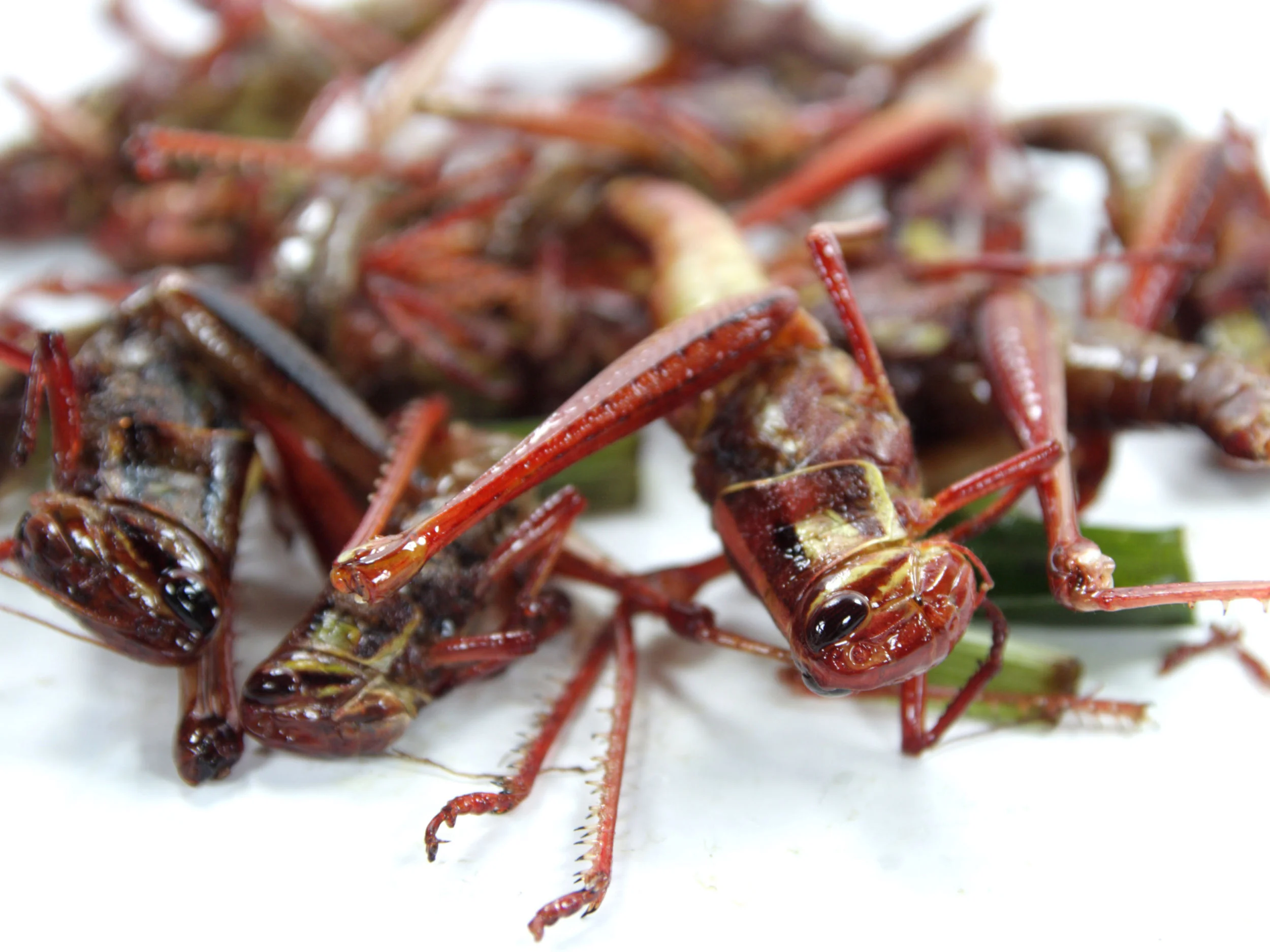 insects.jpg