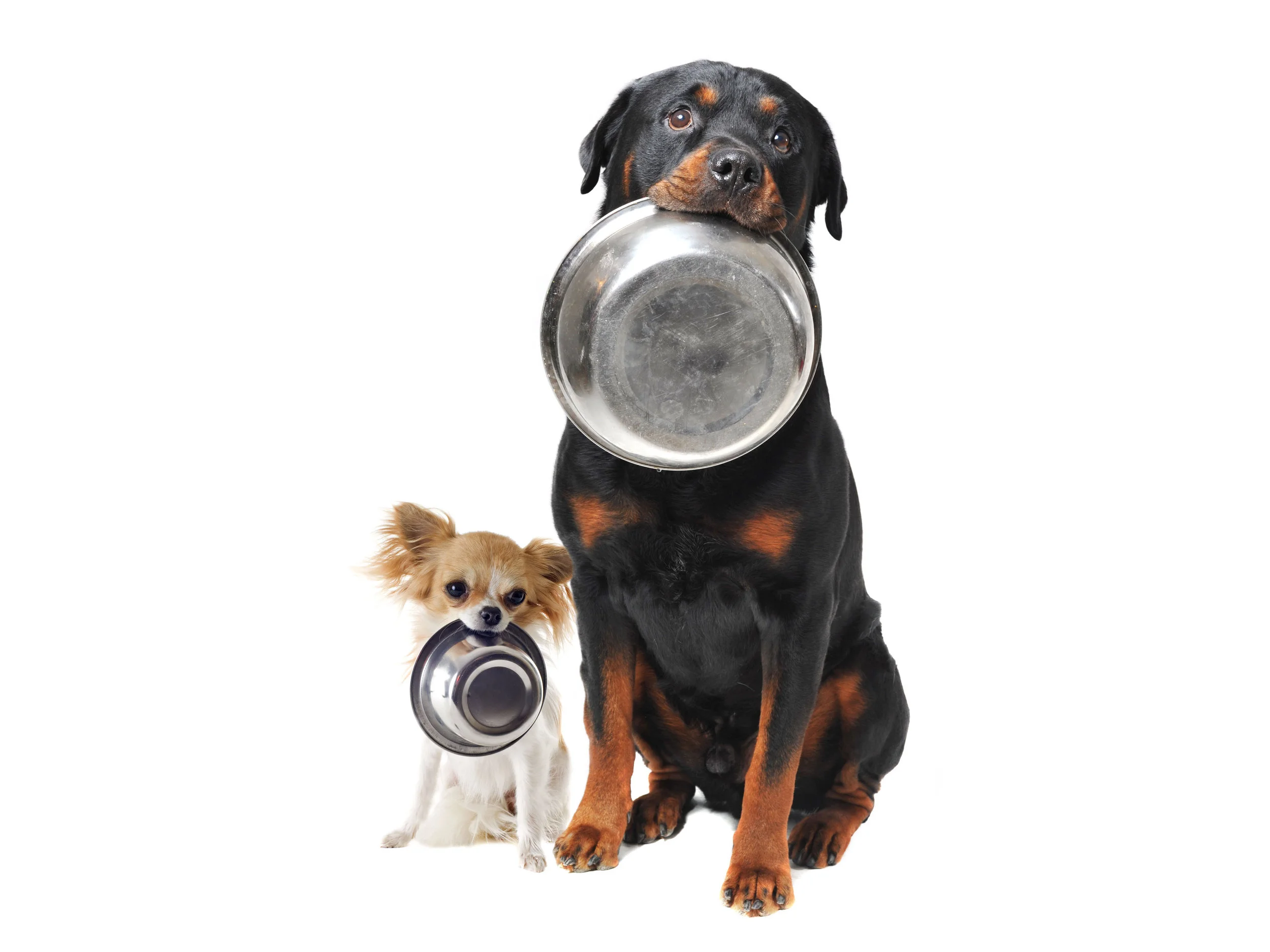 Dog-food.jpg