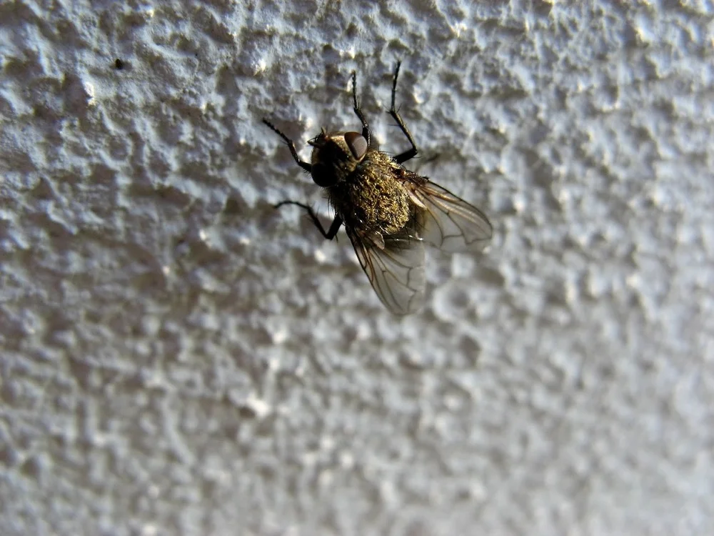 the writer's arsenal: the fly on the wall