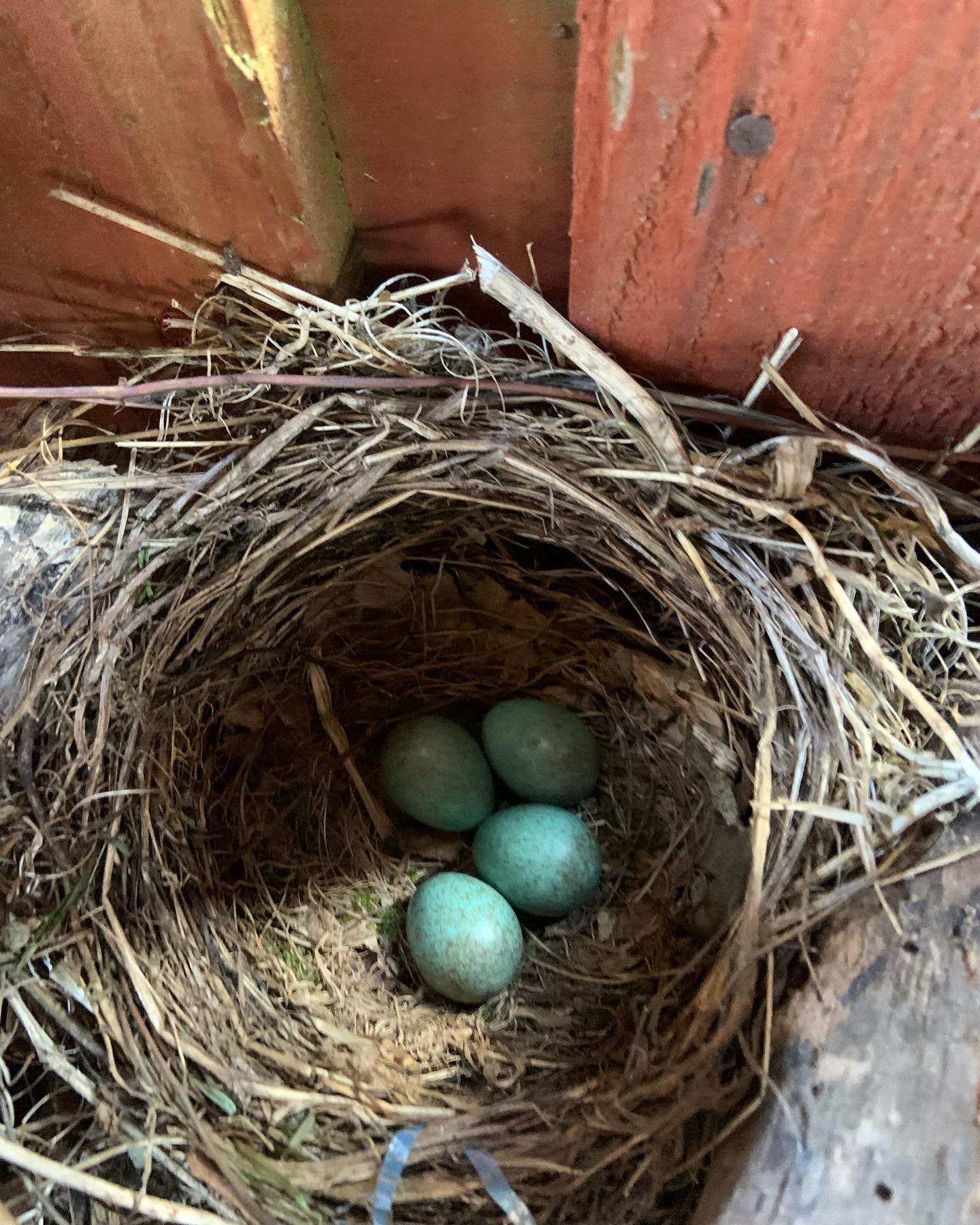 We found some new guests in our log store - so we&rsquo;re asking our visitors to take extra care around the new arrivals 🪺(mama blackbird was close by keeping an eye on things).
.
.
.
#curlewcabin #belhavenbay #dunbar #spring #visitscotland #eastlo