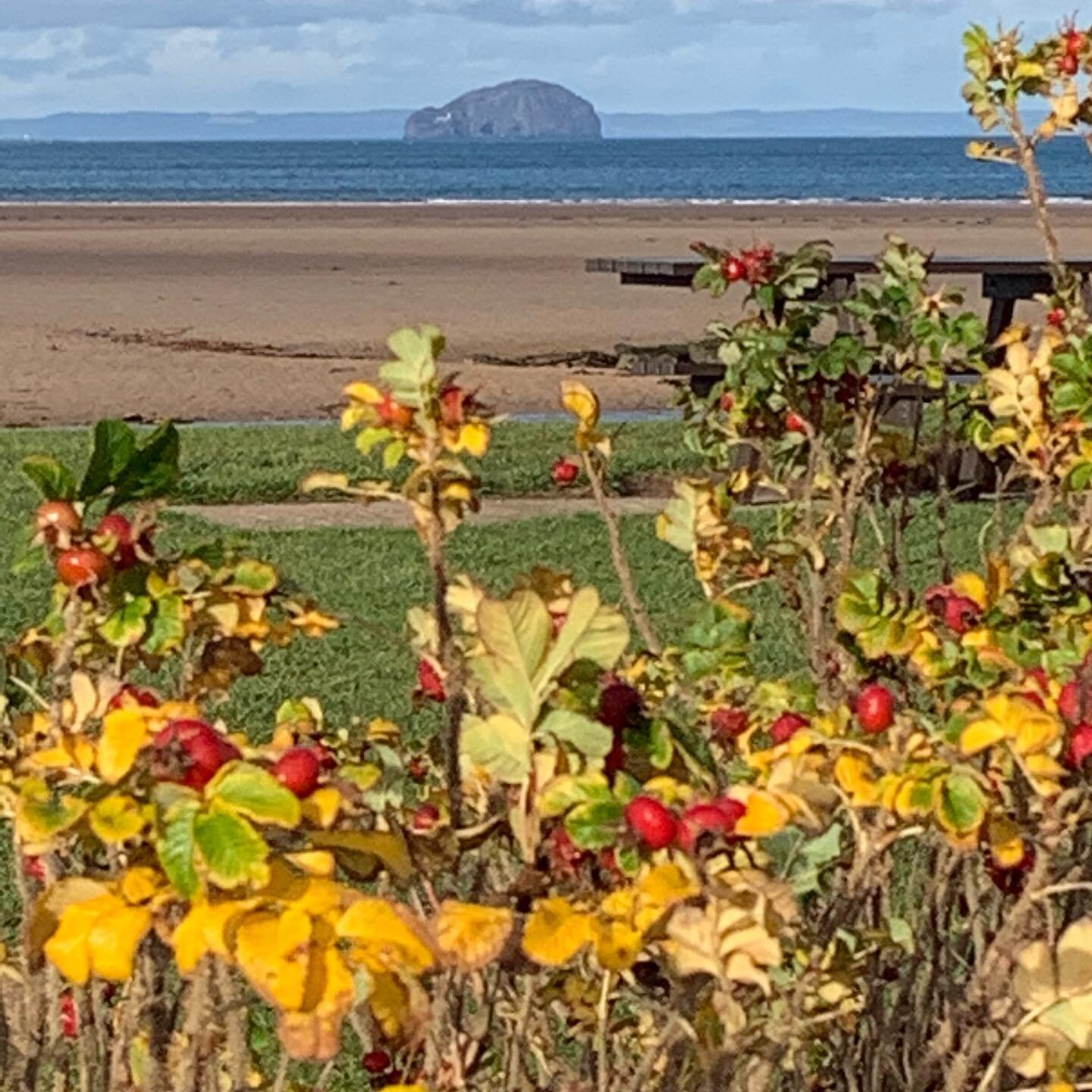 Hard to believe this is Belhaven Bay in November!
We can still have guests at the cabin from the East Lothian Council area, so if you fancy a local holiday get in touch. 🏴󠁧󠁢󠁳󠁣󠁴󠁿 🌊 #curlewcabin #eastlothian #staycation #visitscotland #autumnvi