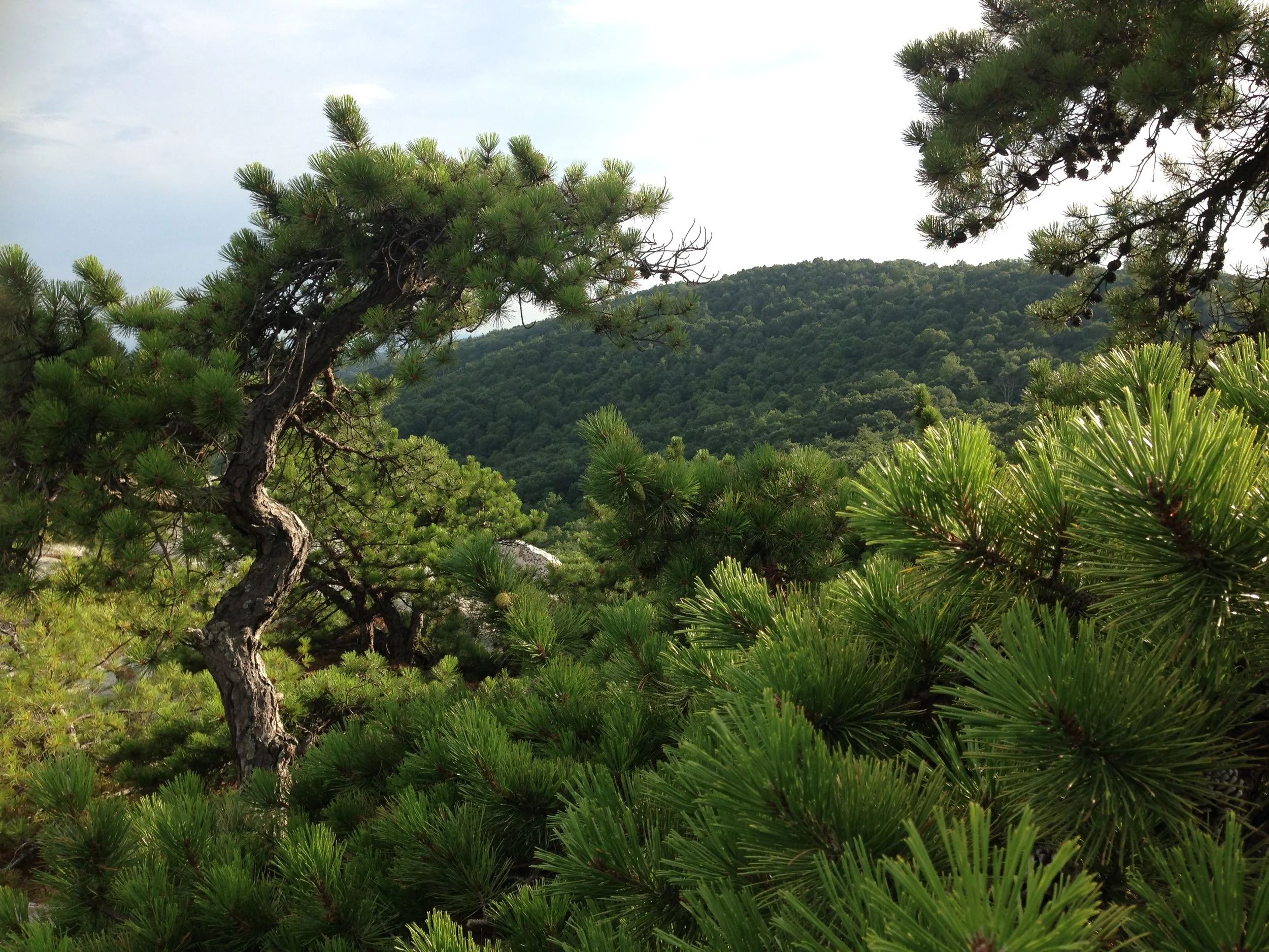 PERSPECTIVES: the slightest shift in my position on the rock beneath me as I view the landscape through the lens of my camera changes whether I notice the textures of the pine needles in the foreground, the wave of the tree trunk on one side, or the mountain peering back at me in the distance. I am reminded of my reflections this past week on how I can never really know what someone else's motivation, understanding or experience of a situation may be, that whatever my position is, I can shift ever so slightly and have the opportunity to perceive differently and perhaps connect more clearly to the other person. What questions might I ask to invite relationship? I also recognize that a shift in perspective does not change the essence of who I am , merely the possibilities for relationship that emerge when I am curious and engaged with the world around me. 