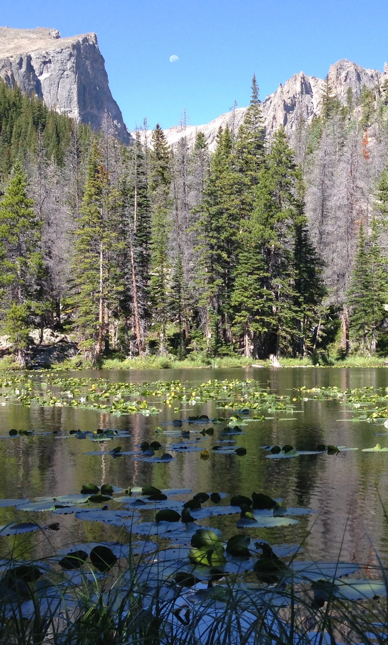 Nymph Lake, Rocky Mountain National Park, Colorado picture credit: me