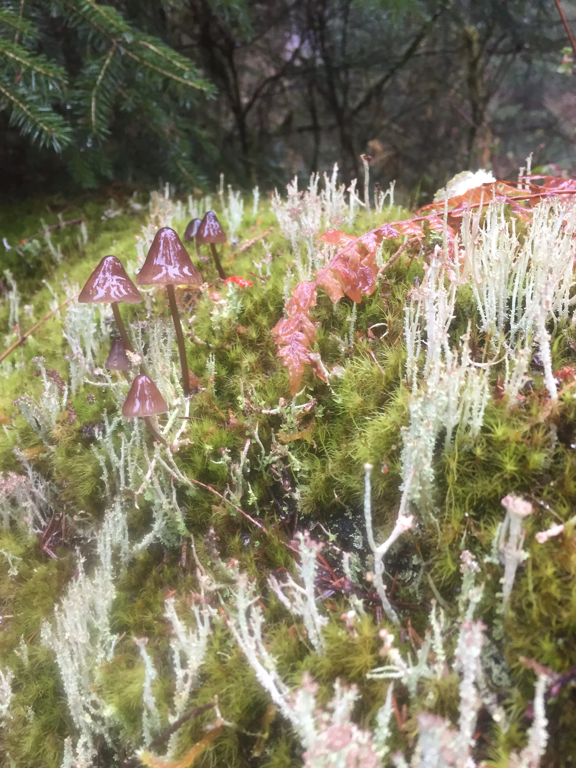 photo credit: Kim Tateo, Hoh Rainforest, 2016