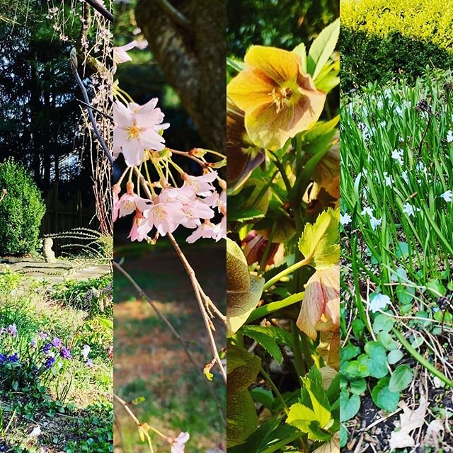 What I see when I&rsquo;m weeding in the garden.  #springinnewjersey #wearelove #treeoflifeturkishhomecooking #treeoflifetreeofjoy @sarahandmonster @rubytipu @kemily424 @anatolian_angie @judy_libelula @casacactuscheryl