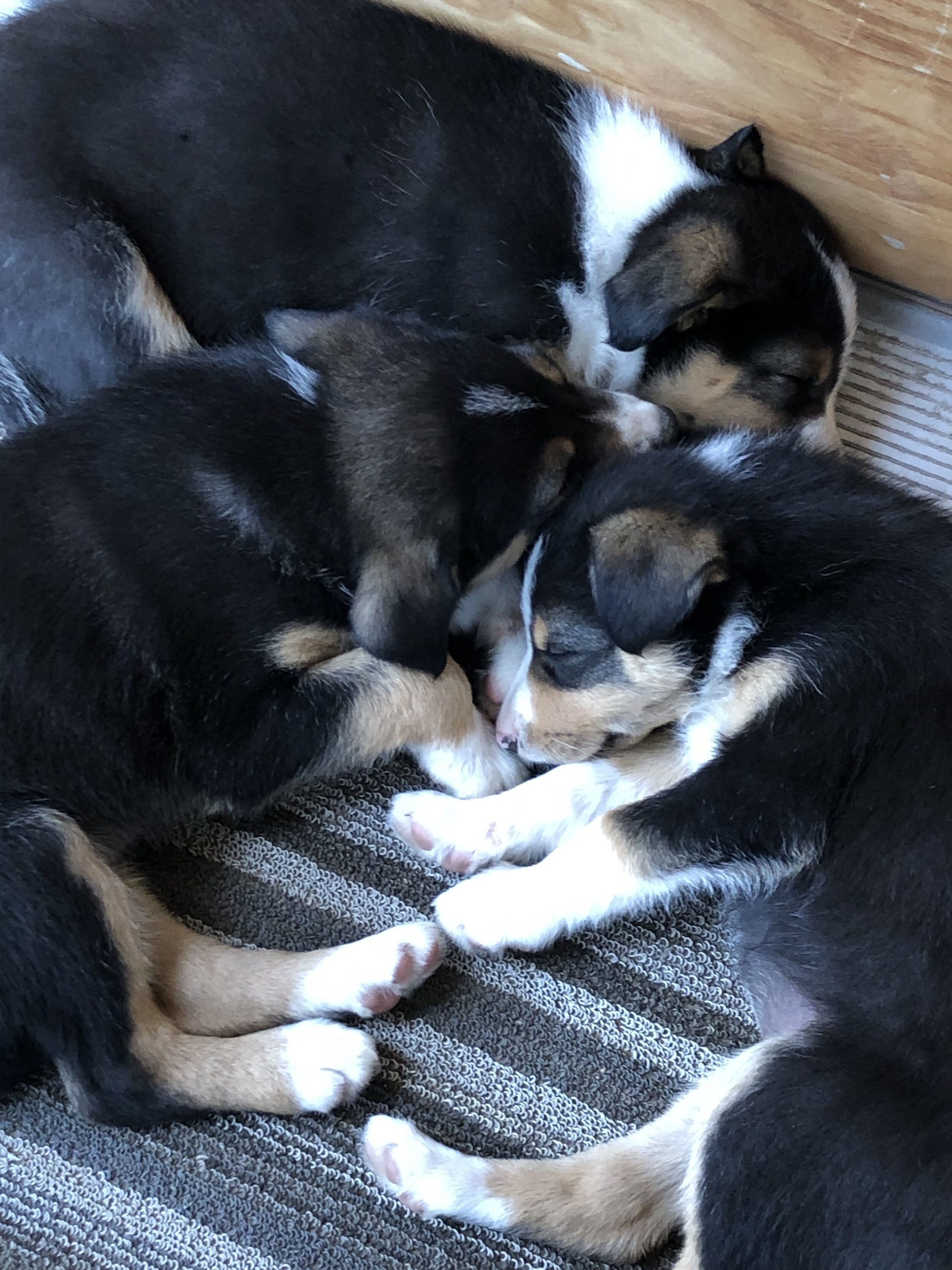 sleepingpups.jpg