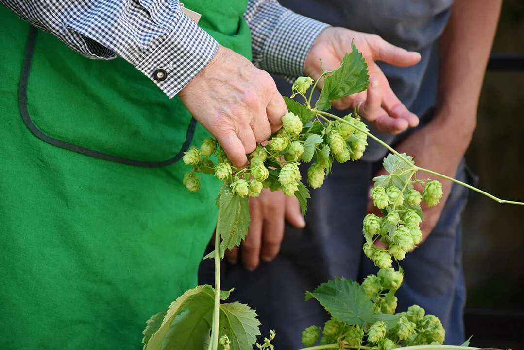 Global hop acreage expands again in 2017