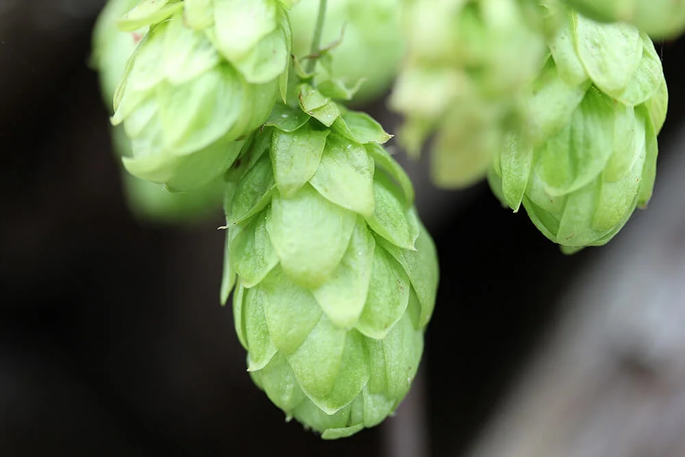 Global hop acreage expands again in 2017