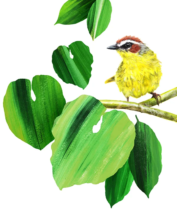 Warbler_sml.jpg